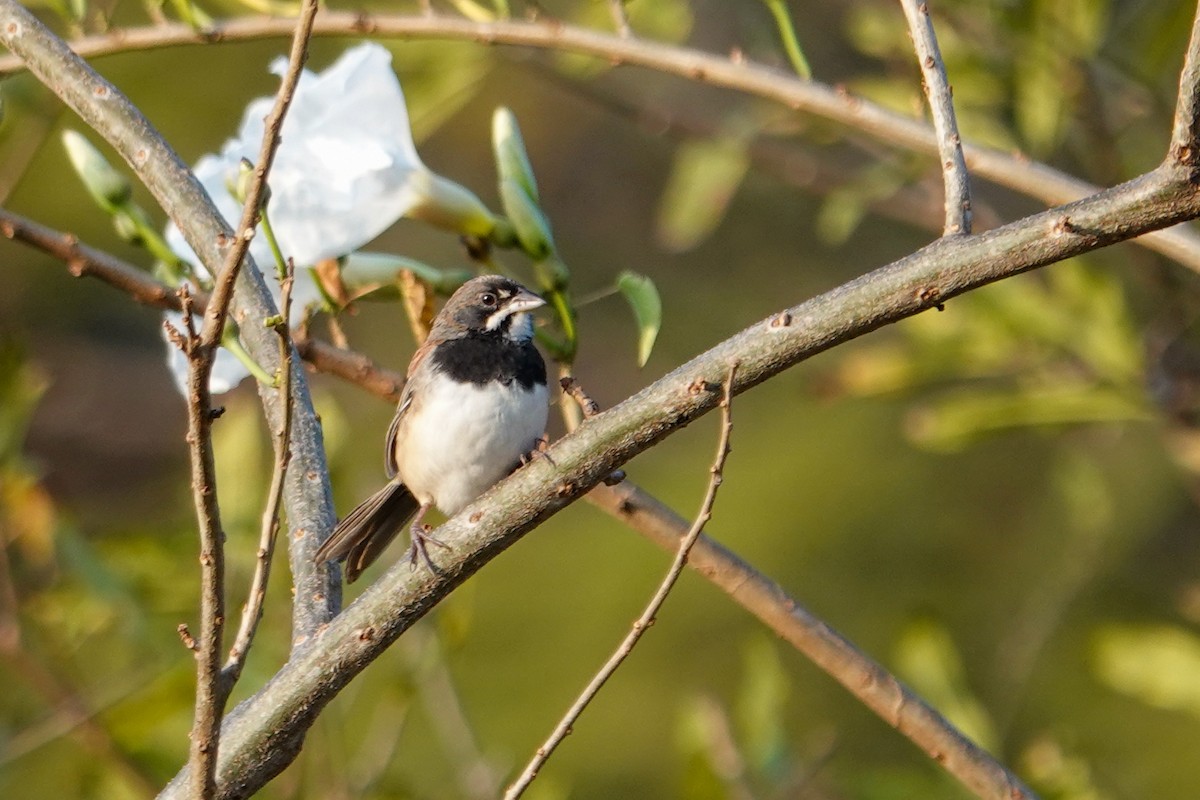 Black-chested Sparrow - ML646692428
