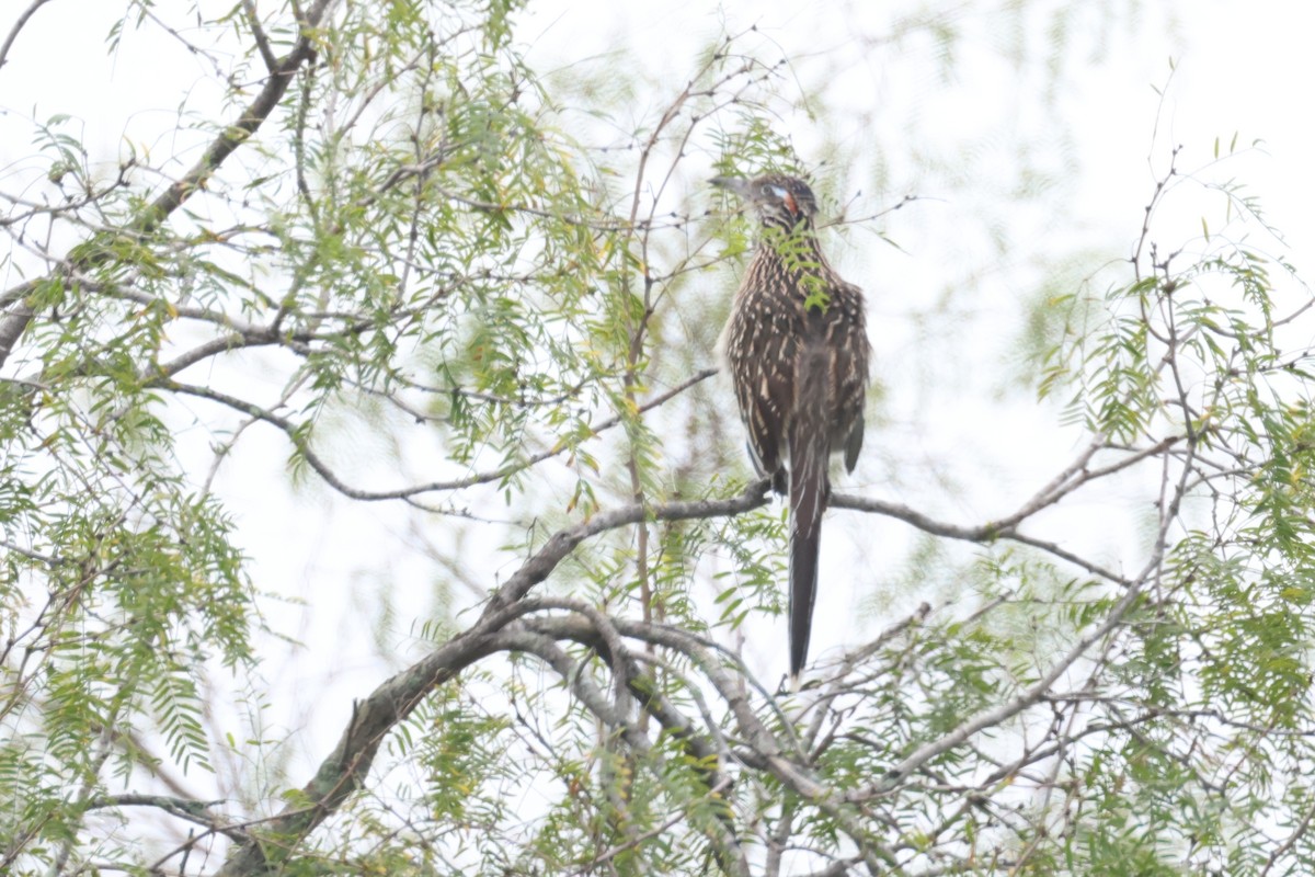 Greater Roadrunner - ML646692429