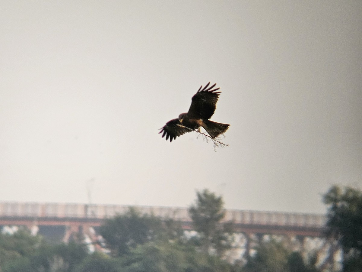 Black Kite - ML646692430