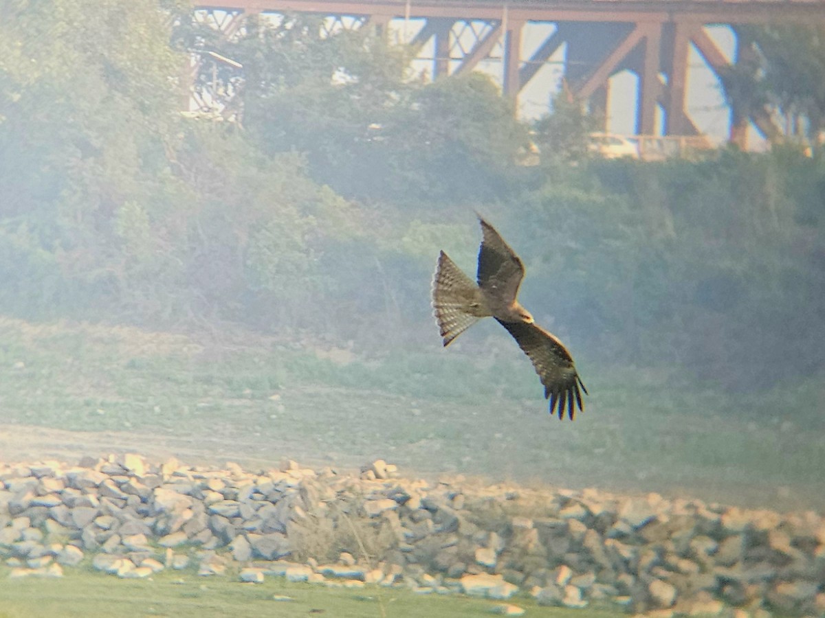 Black Kite - ML646692431