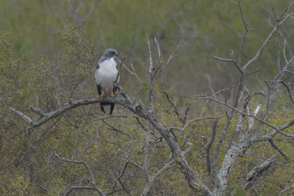 White-tailed Hawk - ML646692432