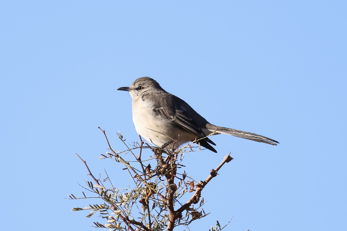Northern Mockingbird - ML646692433