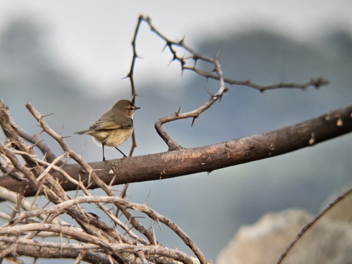 Common Chiffchaff - ML646692434