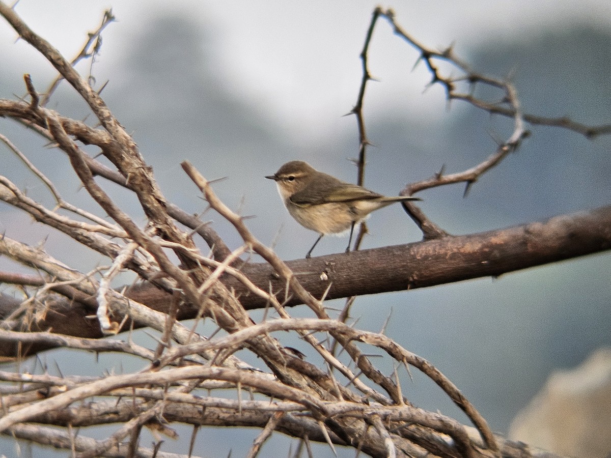 Common Chiffchaff - ML646692435