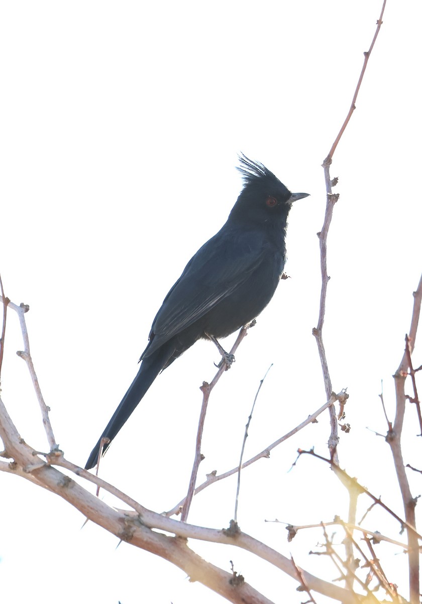 Phainopepla - ML646692437