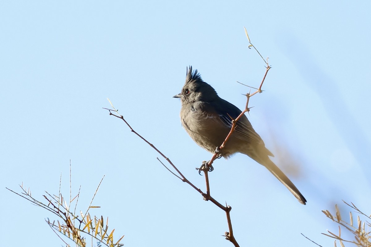 Phainopepla - ML646692438