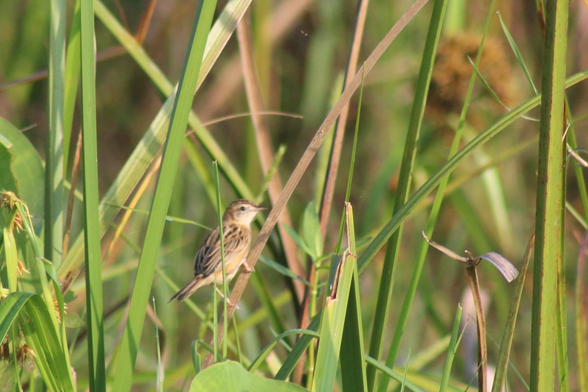 Ihi-txoria - ML646692441