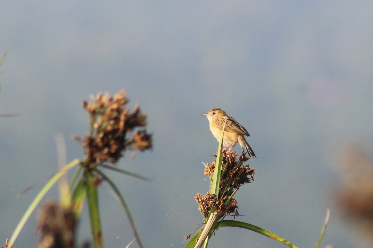 Ihi-txoria - ML646692442