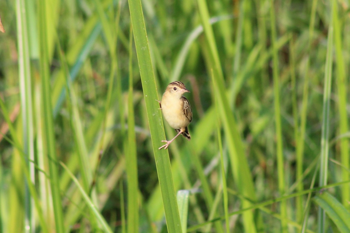 Ihi-txoria - ML646692443