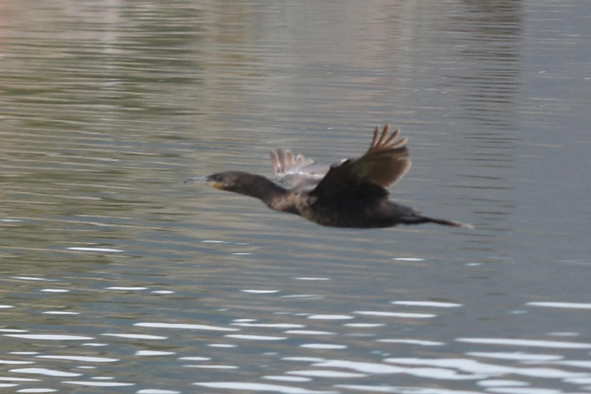 Neotropic Cormorant - ML646692444