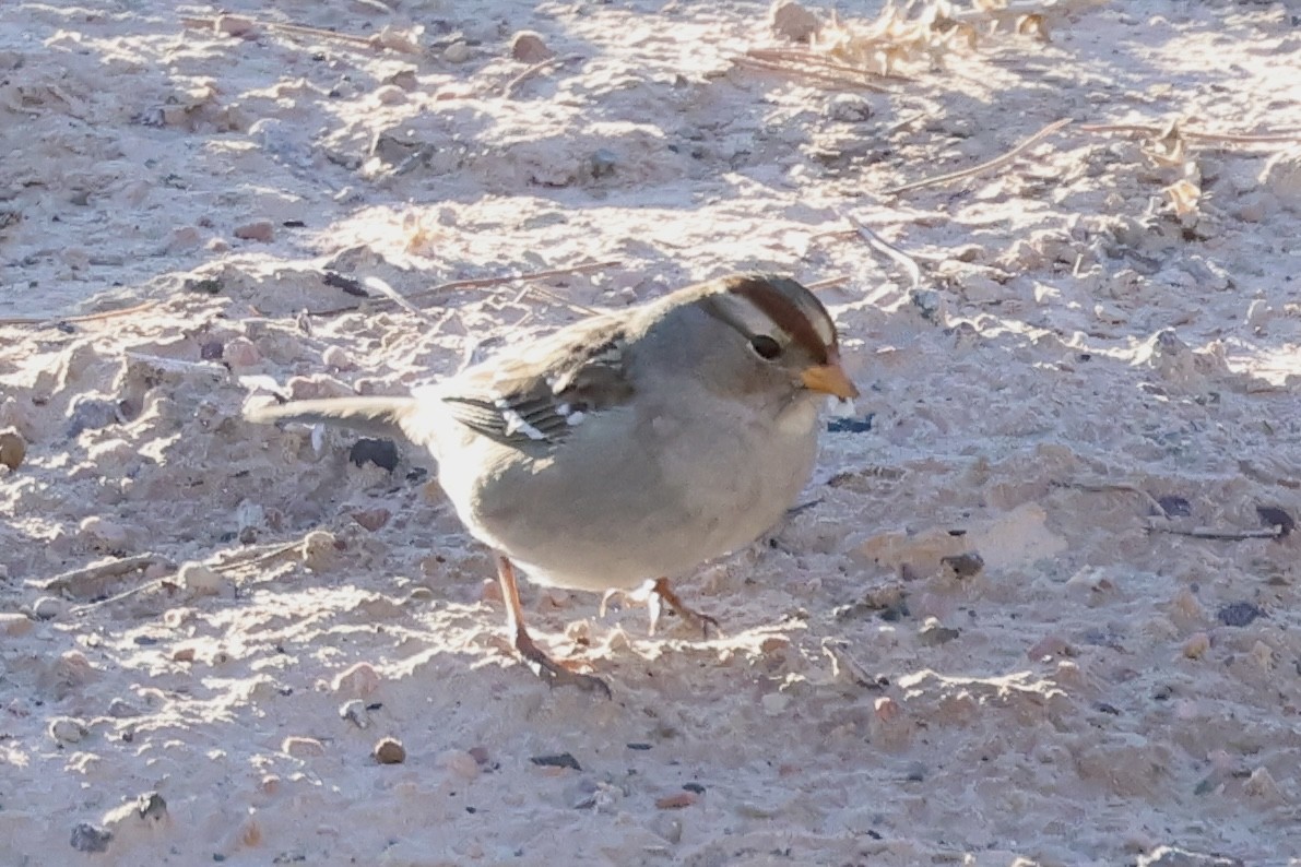 Porsuk Serçesi - ML646692446