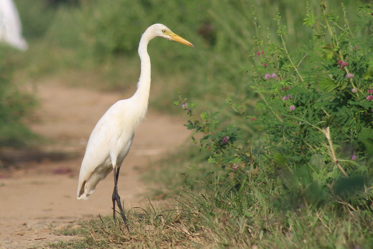 Koartza zuria - ML646692447