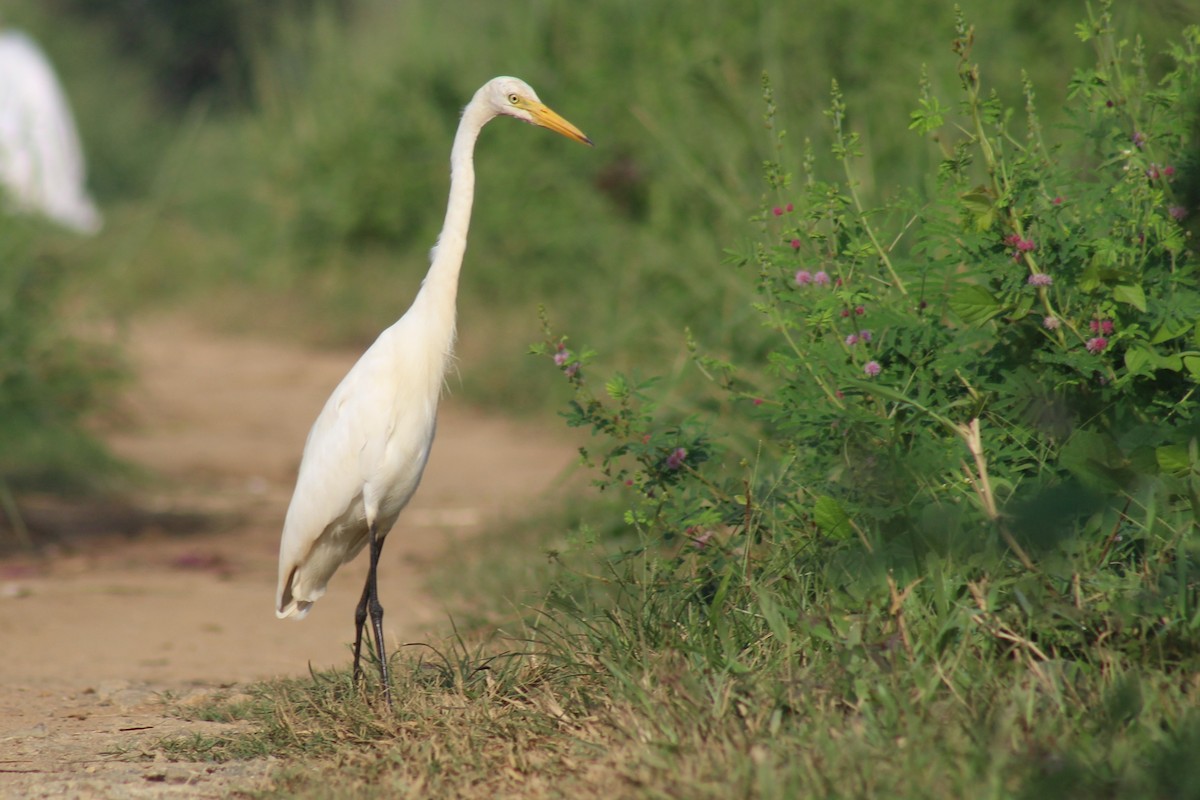 Koartza zuria - ML646692448