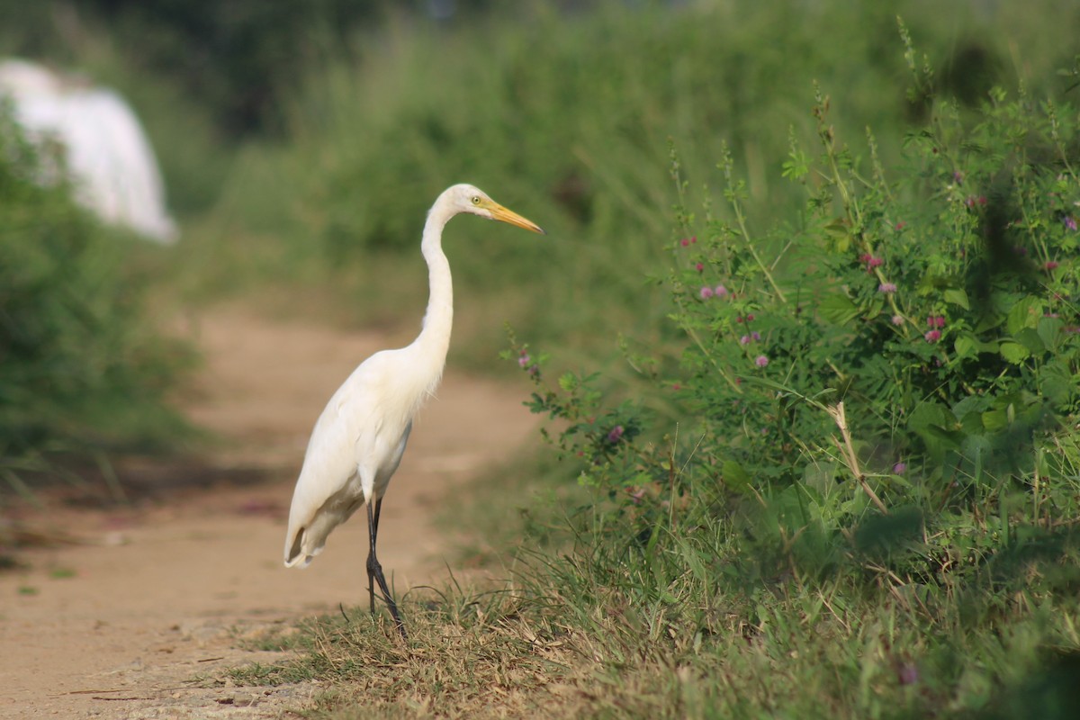 Koartza zuria - ML646692449