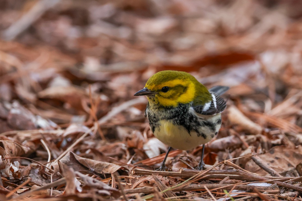 Black-throated Green Warbler - ML646692450