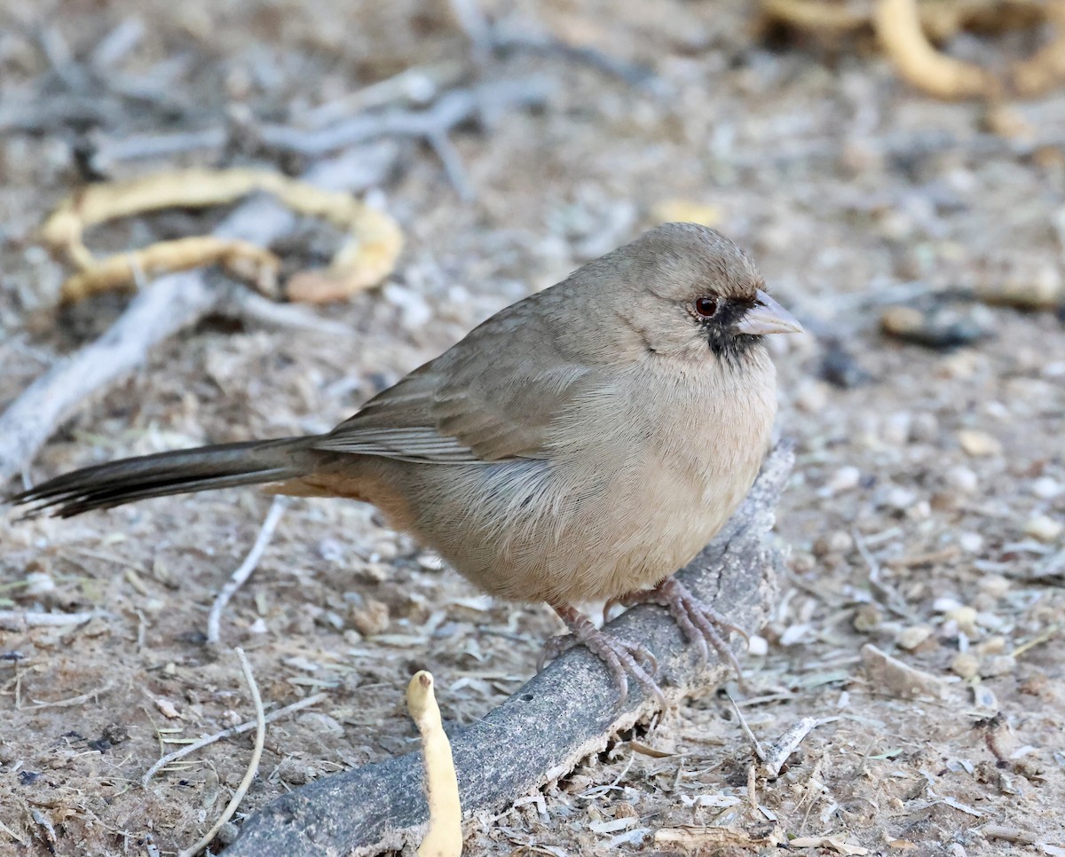 Abert's Towhee - ML646692451
