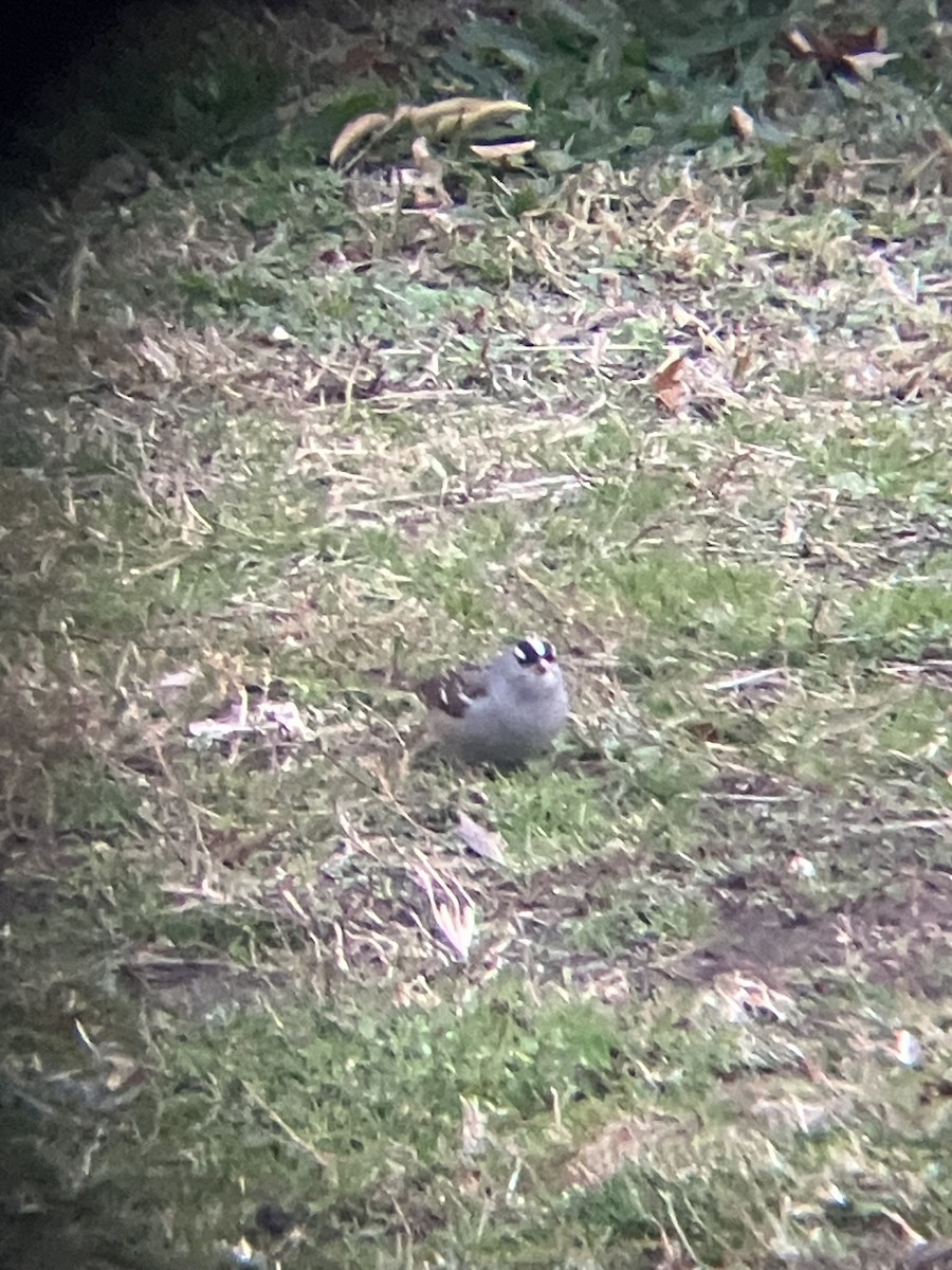 Porsuk Serçesi - ML646692452