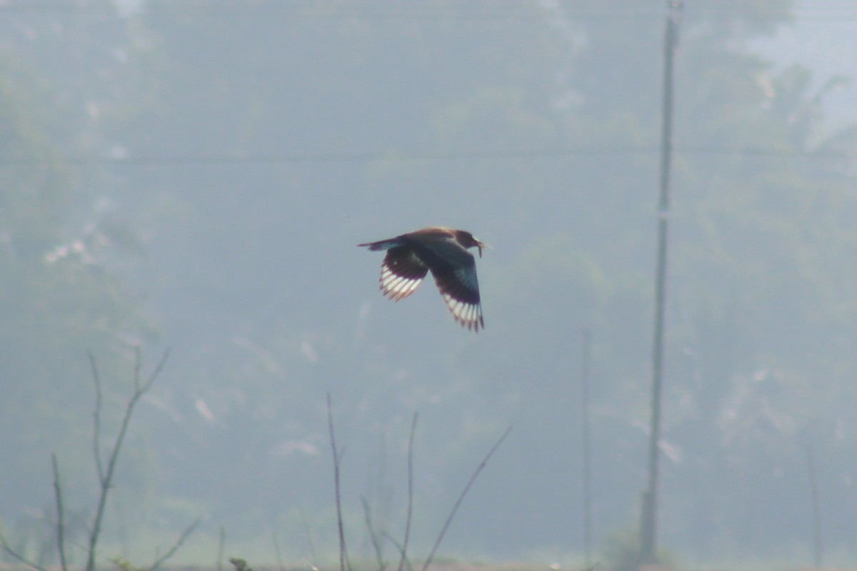 Indian Roller - ML646692461