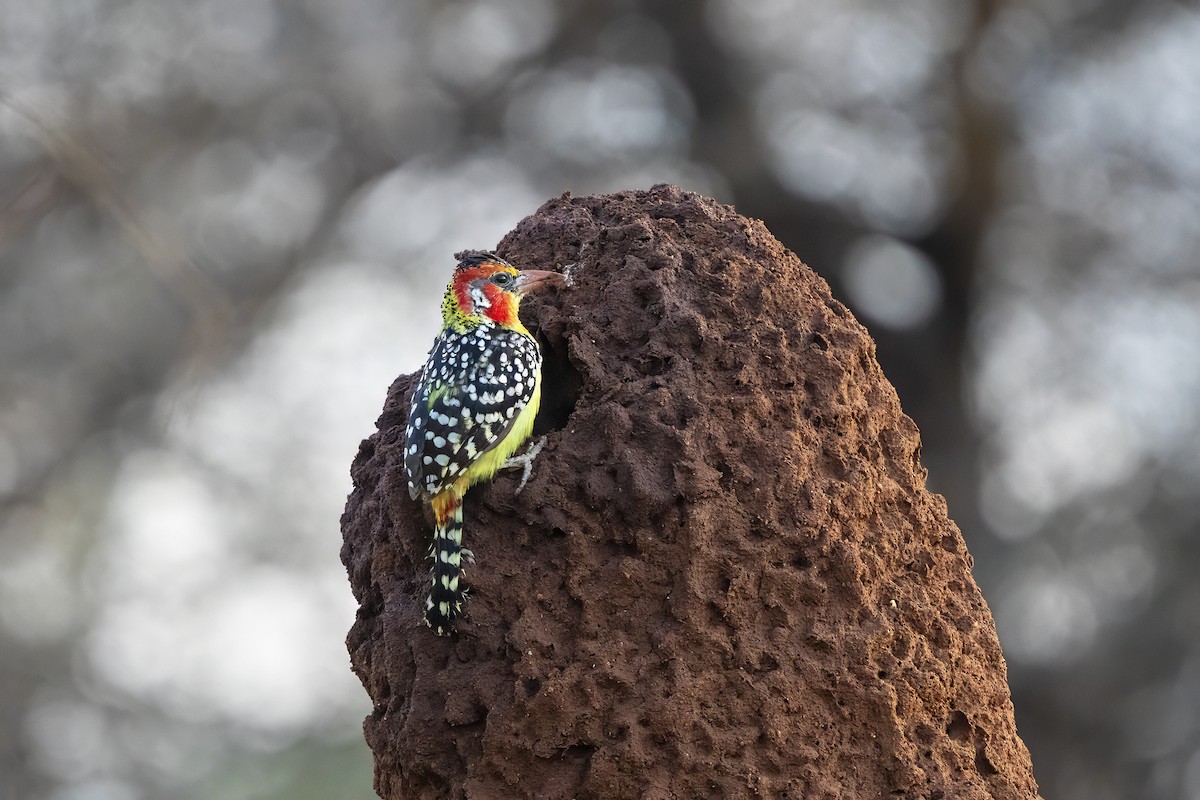 Red-and-yellow Barbet - ML646692462