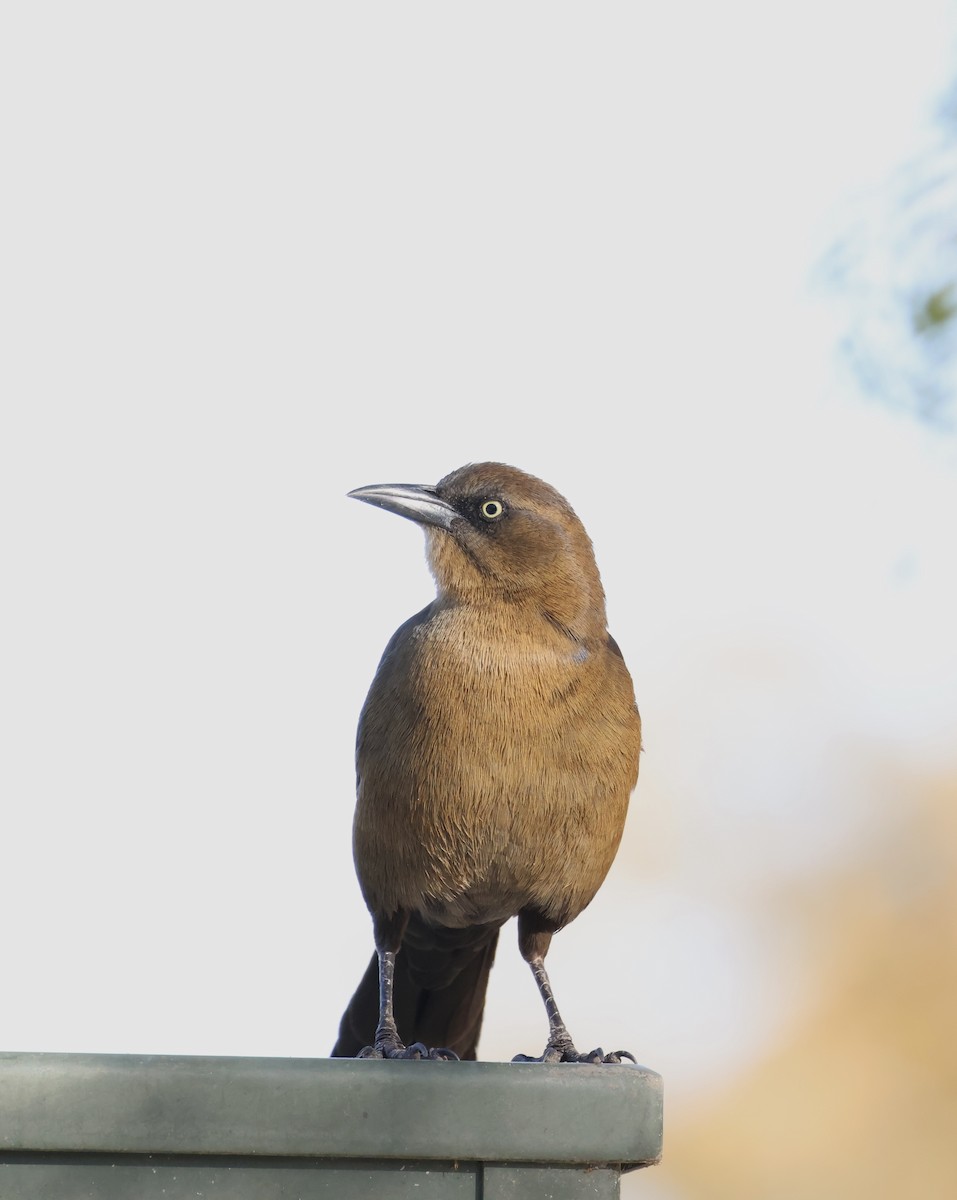 Great-tailed Grackle - ML646692465