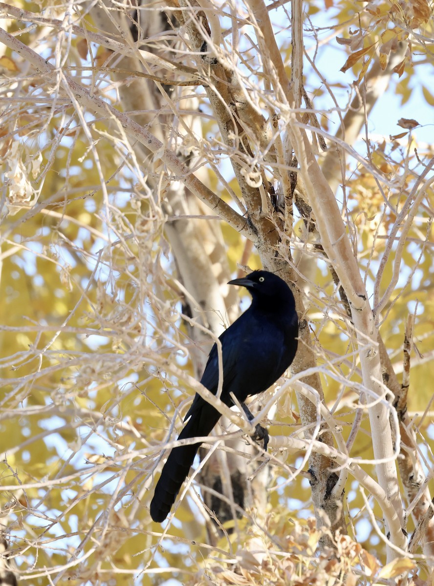 Great-tailed Grackle - ML646692466