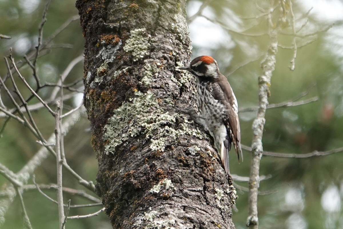 Strickland's Woodpecker - ML646692468