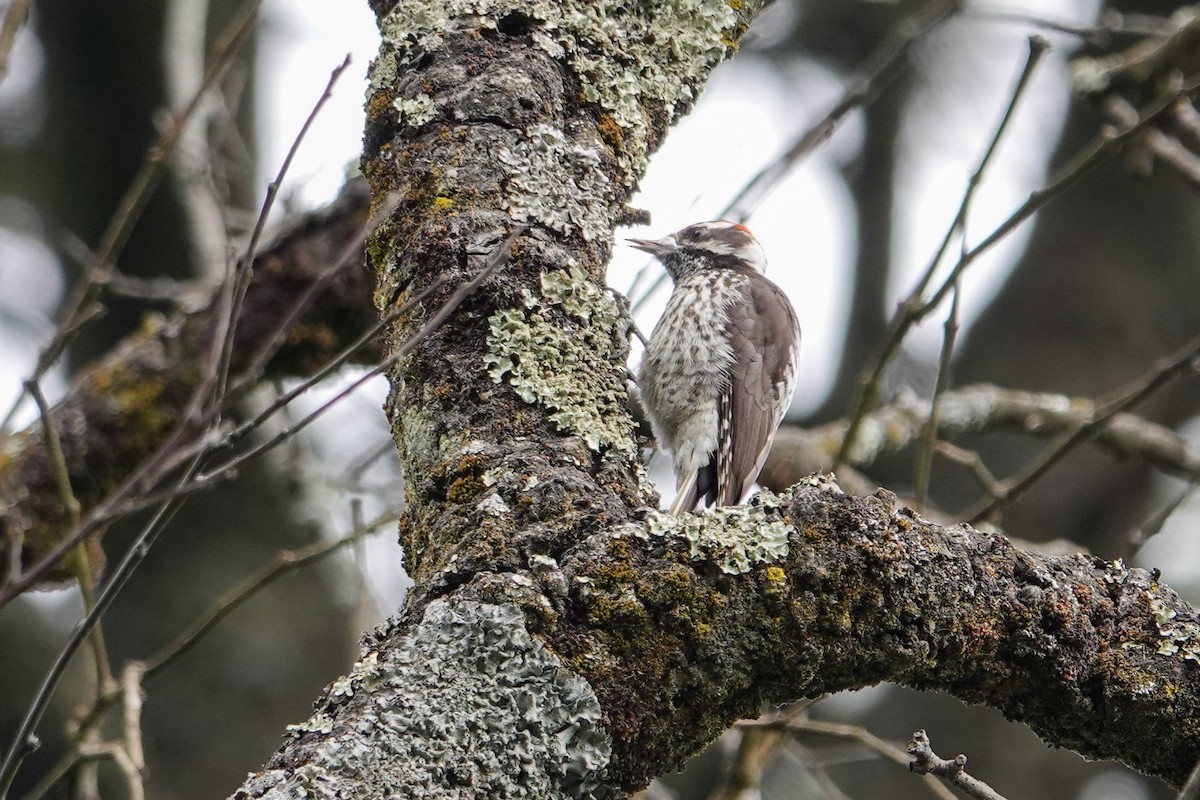 Strickland's Woodpecker - ML646692469