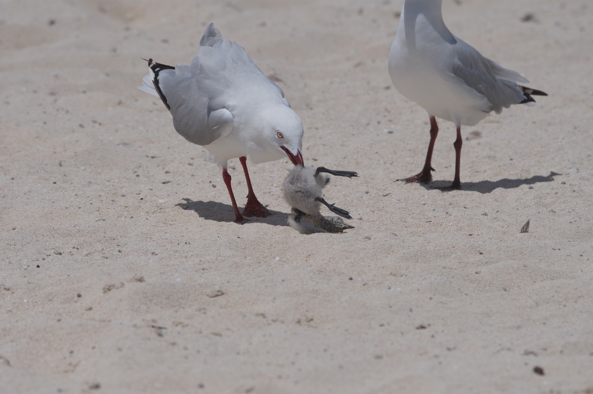 Silver Gull - ML646692471