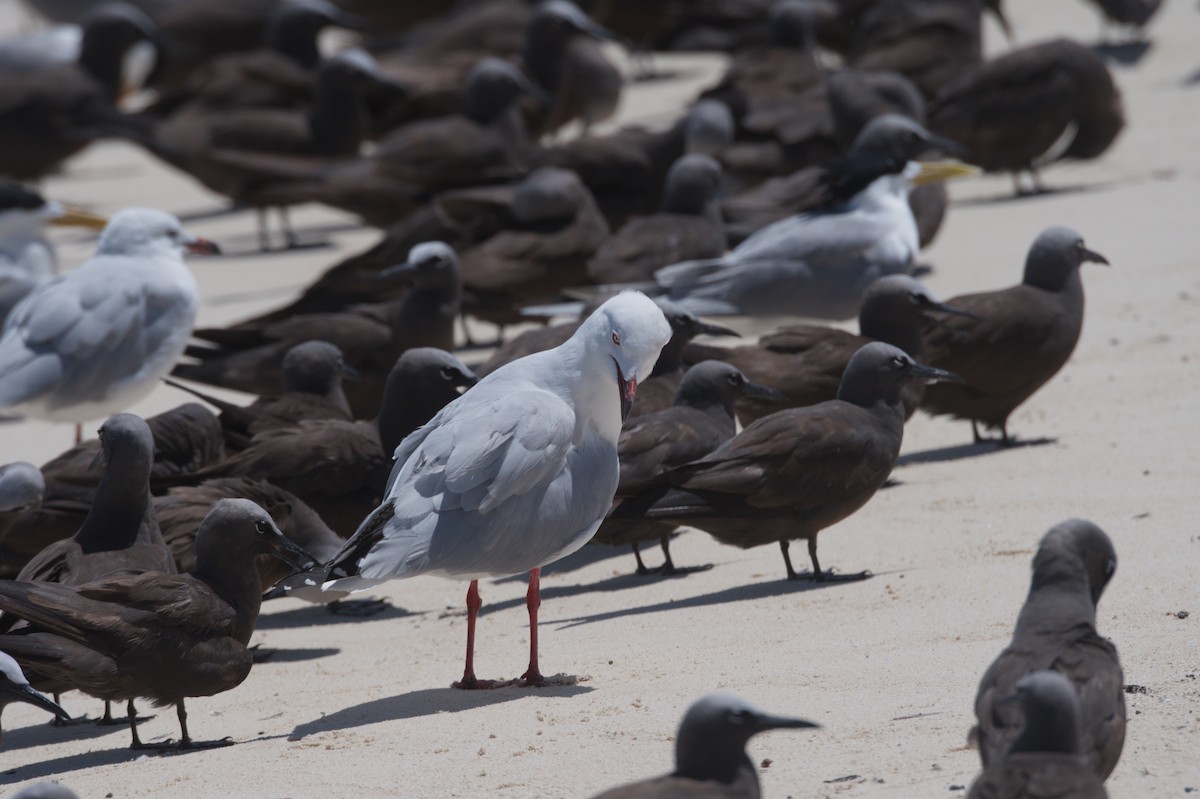 Silver Gull - ML646692472
