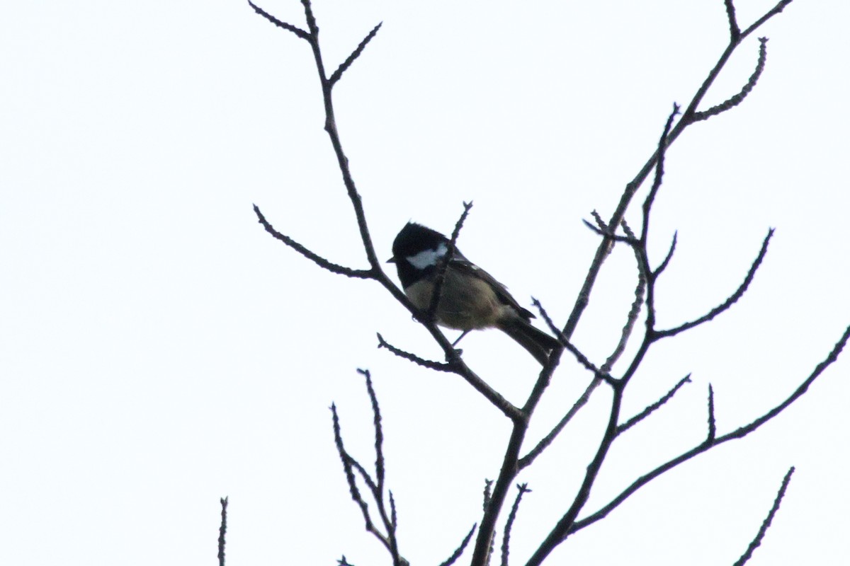Coal Tit - ML646692473