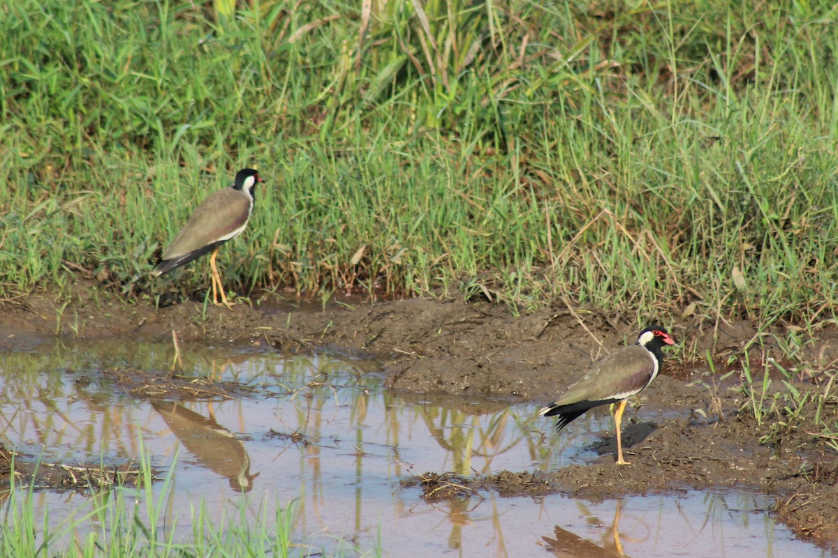 Red-wattled Lapwing - ML646692479