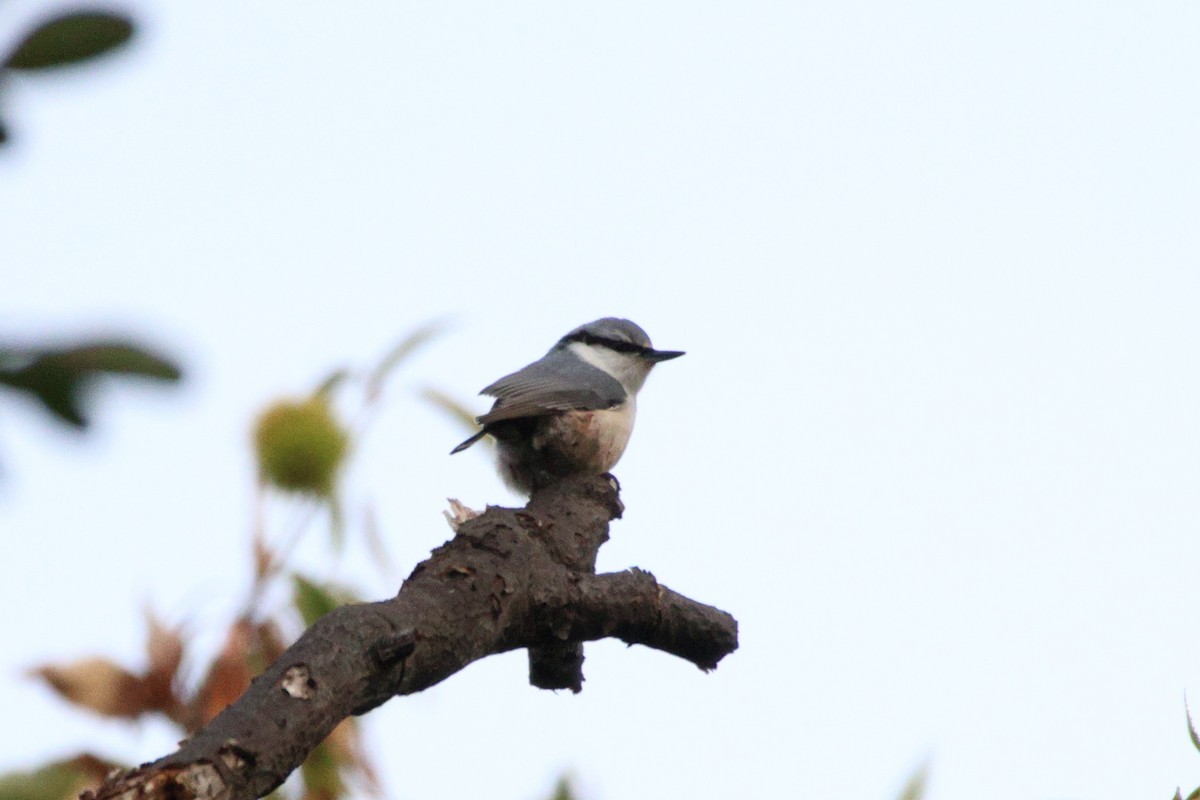 Eurasian Nuthatch - ML646692480