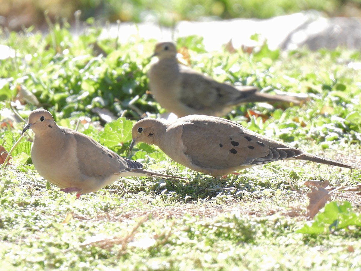 Mourning Dove - ML646692482