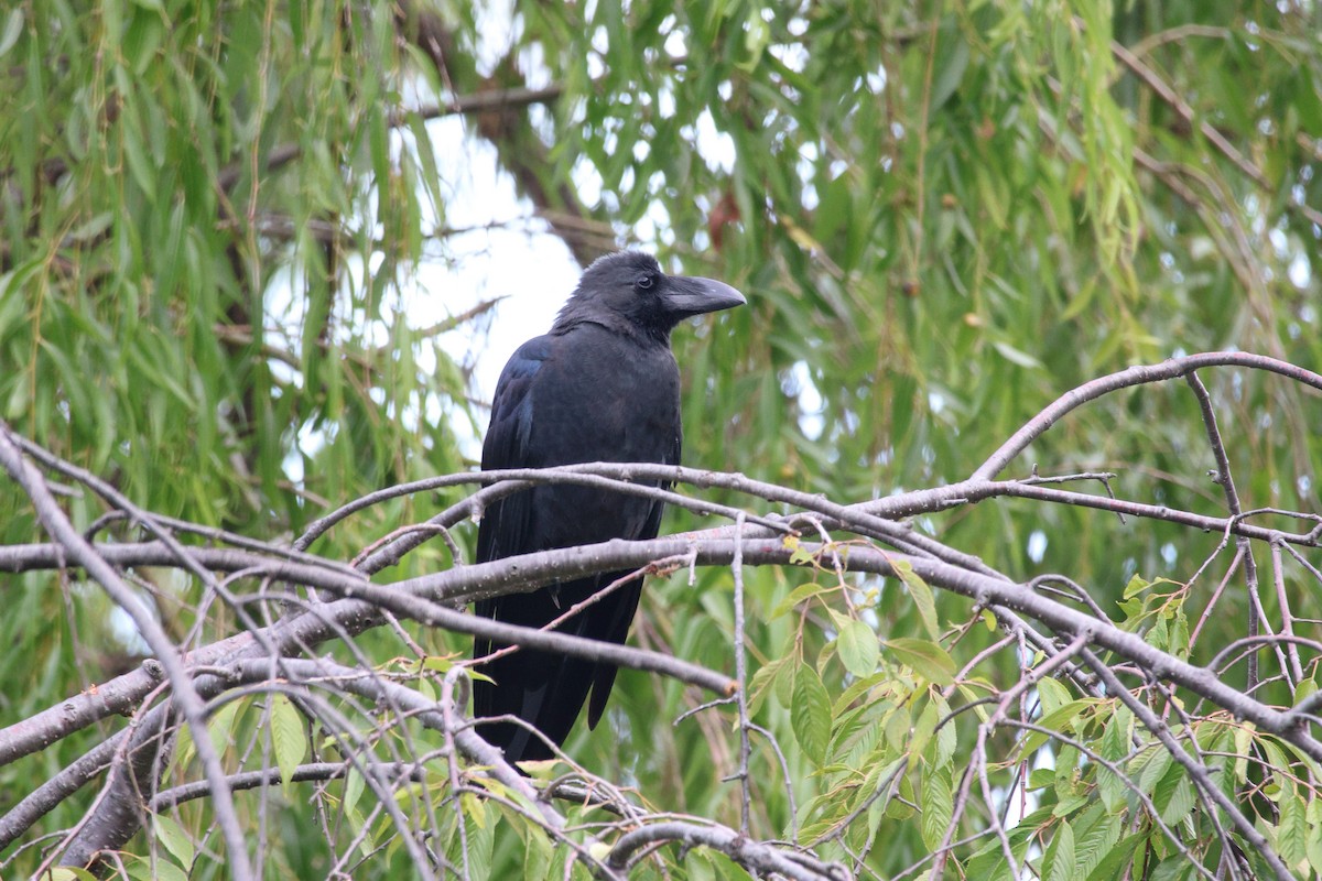Large-billed Crow - ML646692484