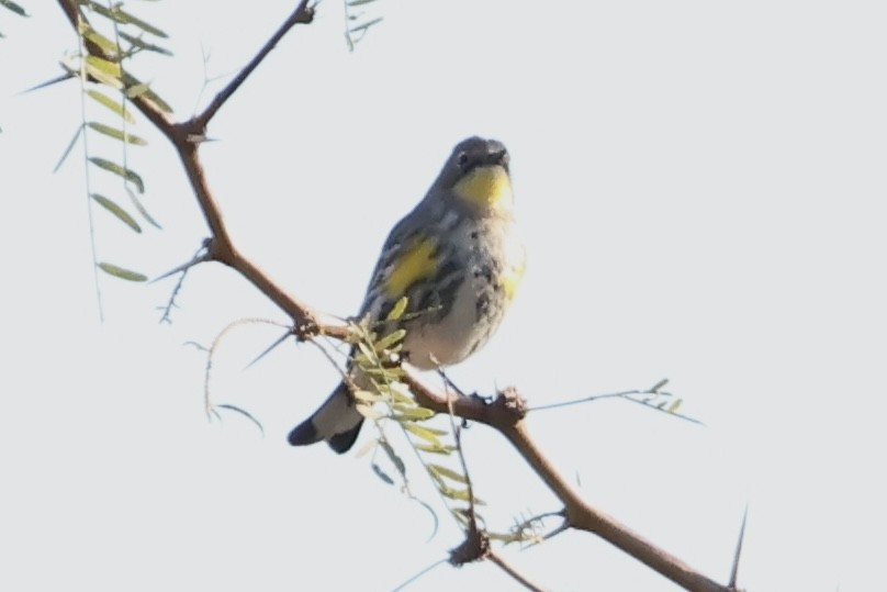 Yellow-rumped Warbler - ML646692485