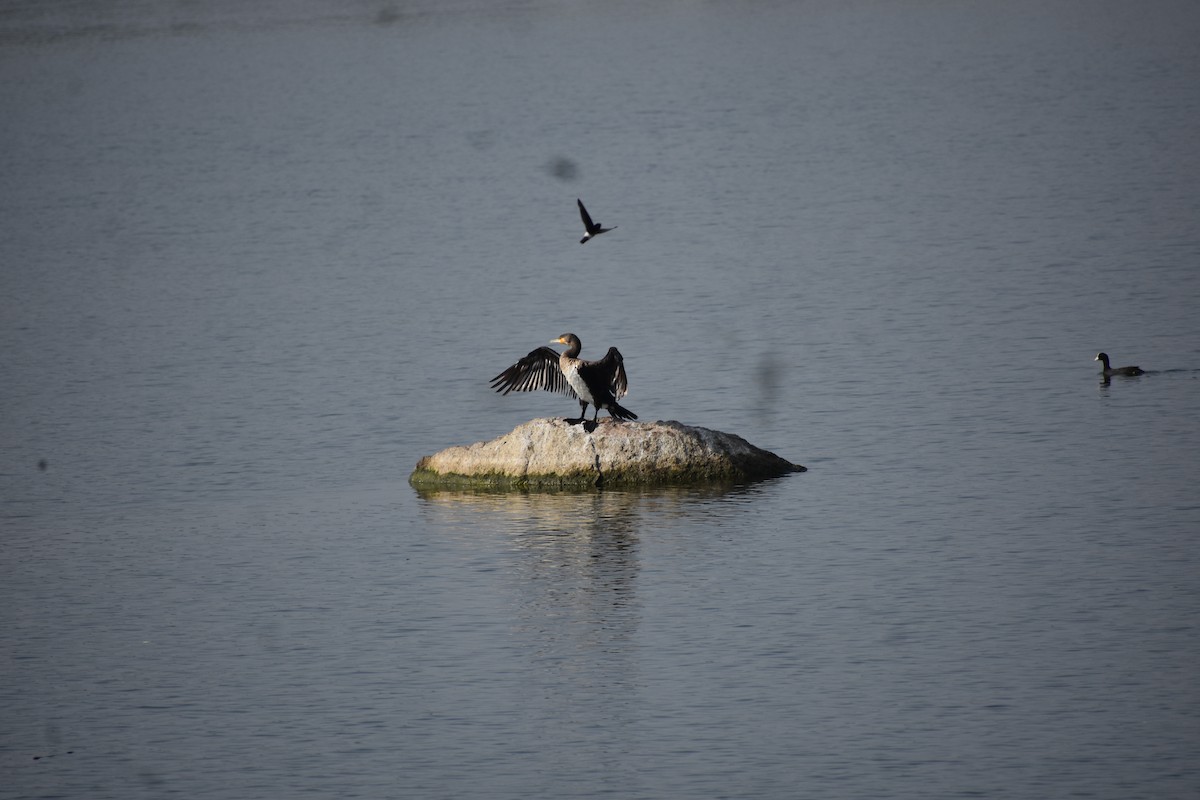 Little Swift - ML646692489