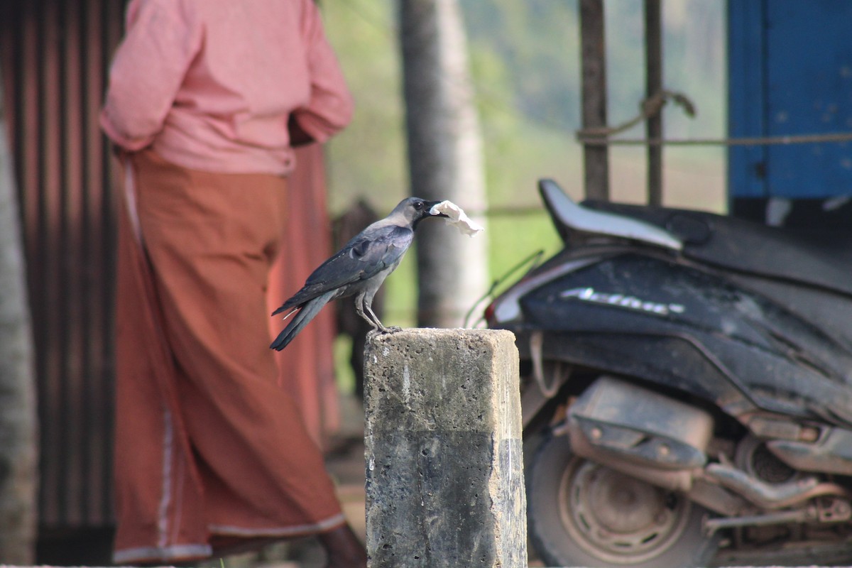 House Crow - ML646692490