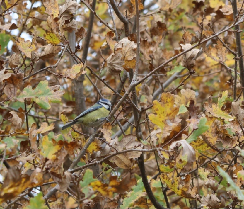 Eurasian Blue Tit - ML646692491
