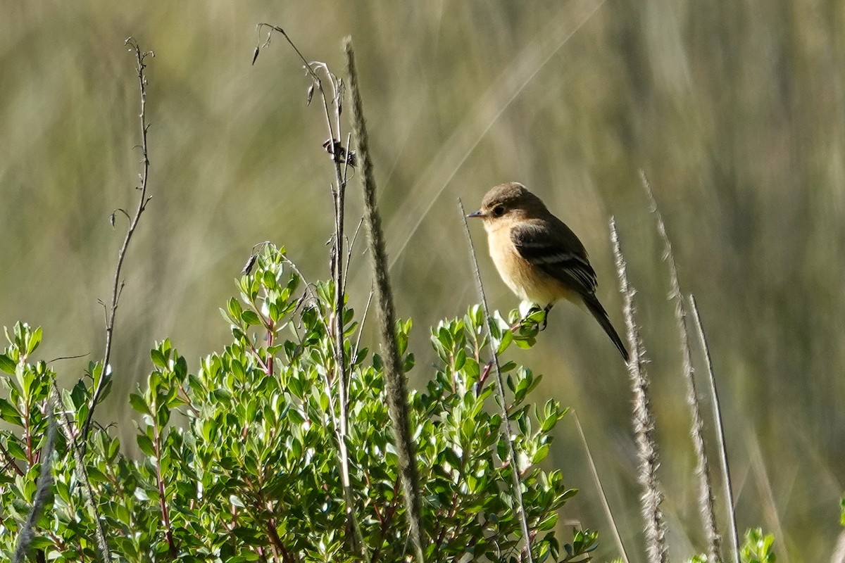 Buff-breasted Flycatcher - ML646692492