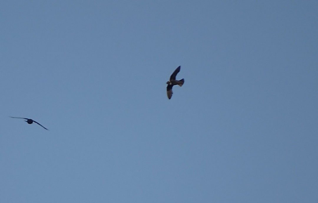 Biscutate Swift - ML646692493