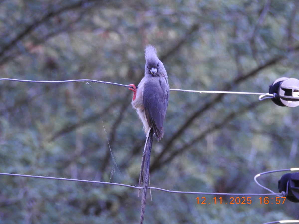 White-backed Mousebird - ML646692494