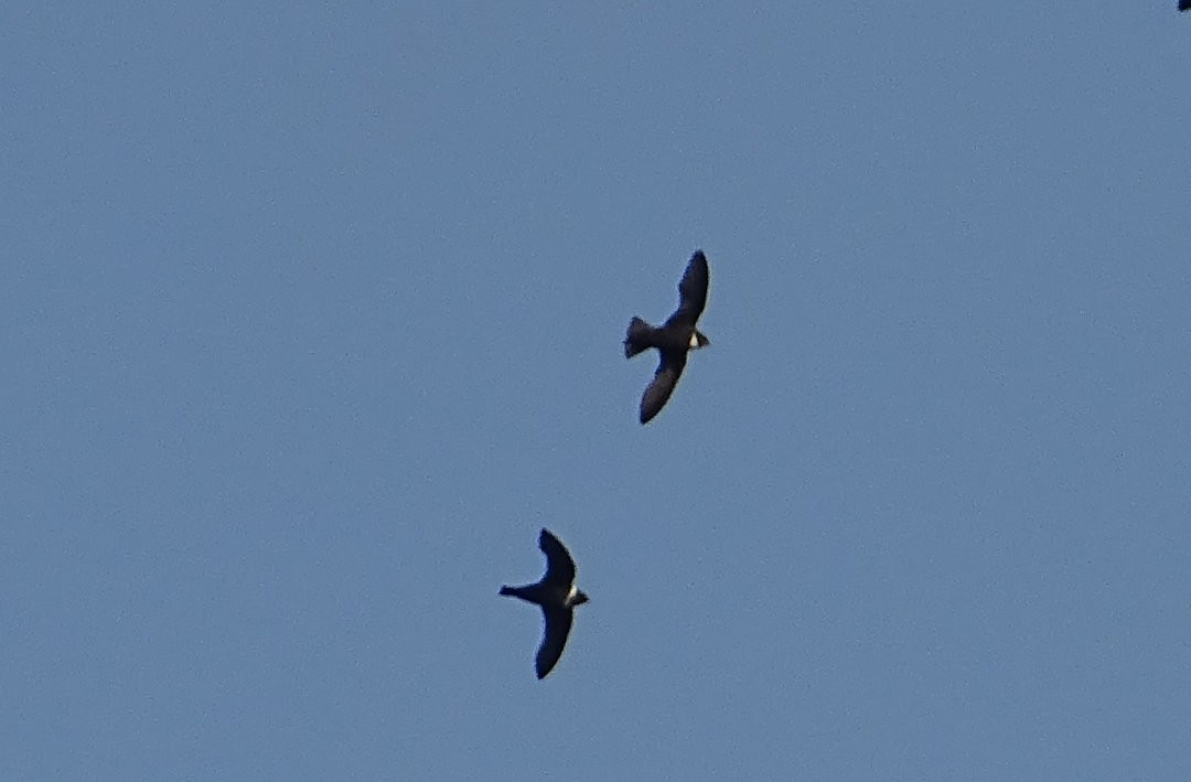 Biscutate Swift - ML646692495