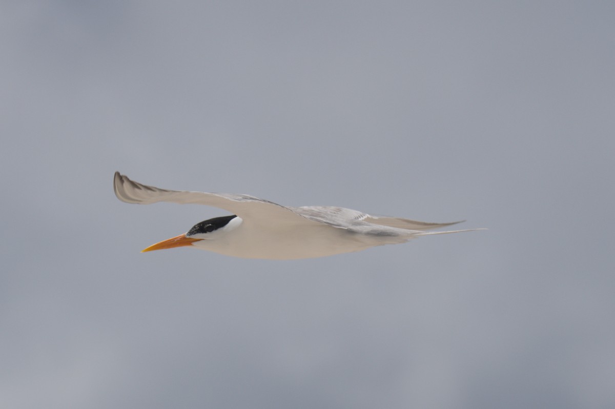 Lesser Crested Tern - ML646692496