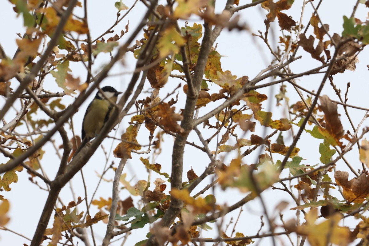 Great Tit - ML646692498