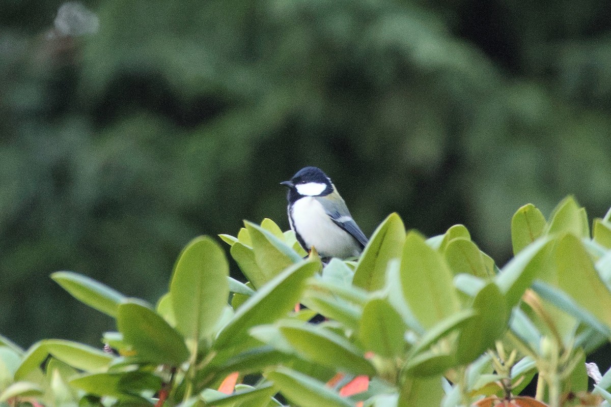 Asian Tit - ML646692499