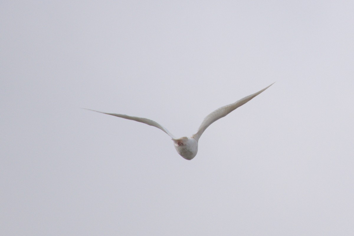 Black-tailed Gull - ML646692506