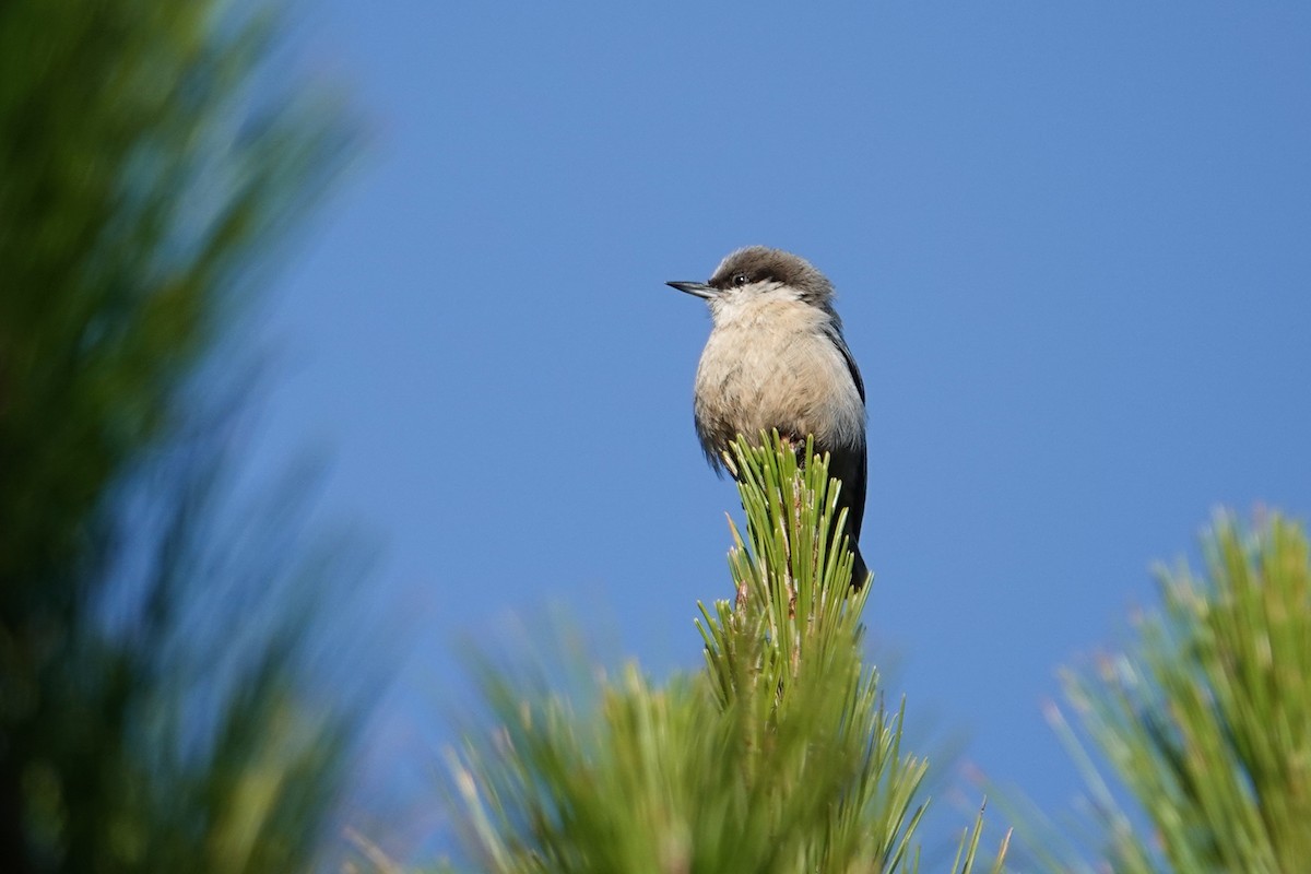 Pygmy Nuthatch - ML646692507