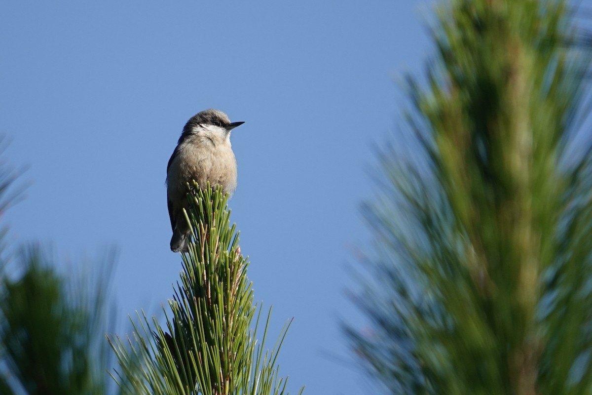 Pygmy Nuthatch - ML646692508
