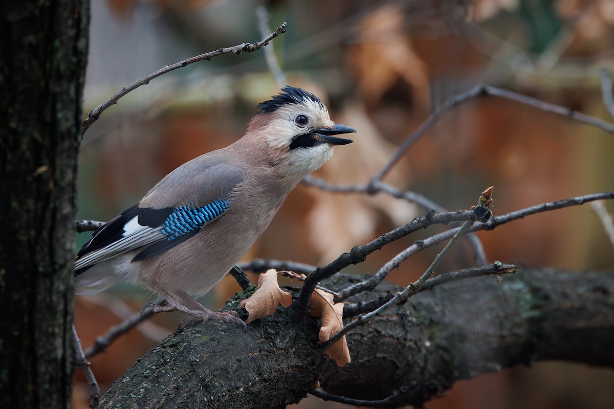 Eurasian Jay (Black-capped) - ML646692510