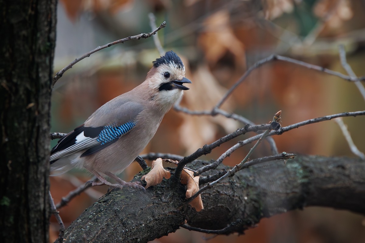 Eurasian Jay (Black-capped) - ML646692511
